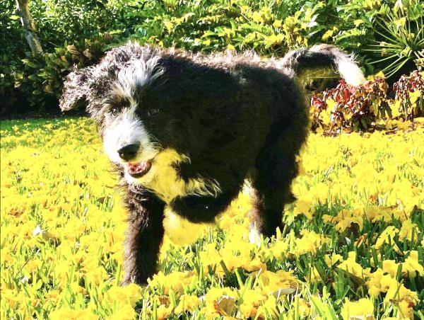 /Images/uploads/Warrick Parks Foundation/pippero-pup-park/entries/26552thumb.jpg